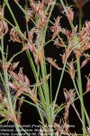 Bulbostylis burchellii