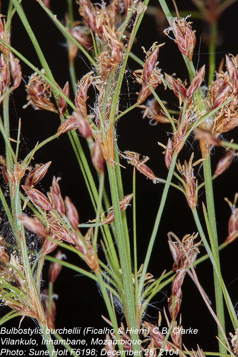 Bulbostylis burchellii Bulbostylis burchellii