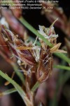 Bulbostylis burchellii