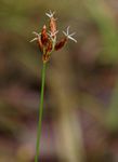 Bulbostylis contexta