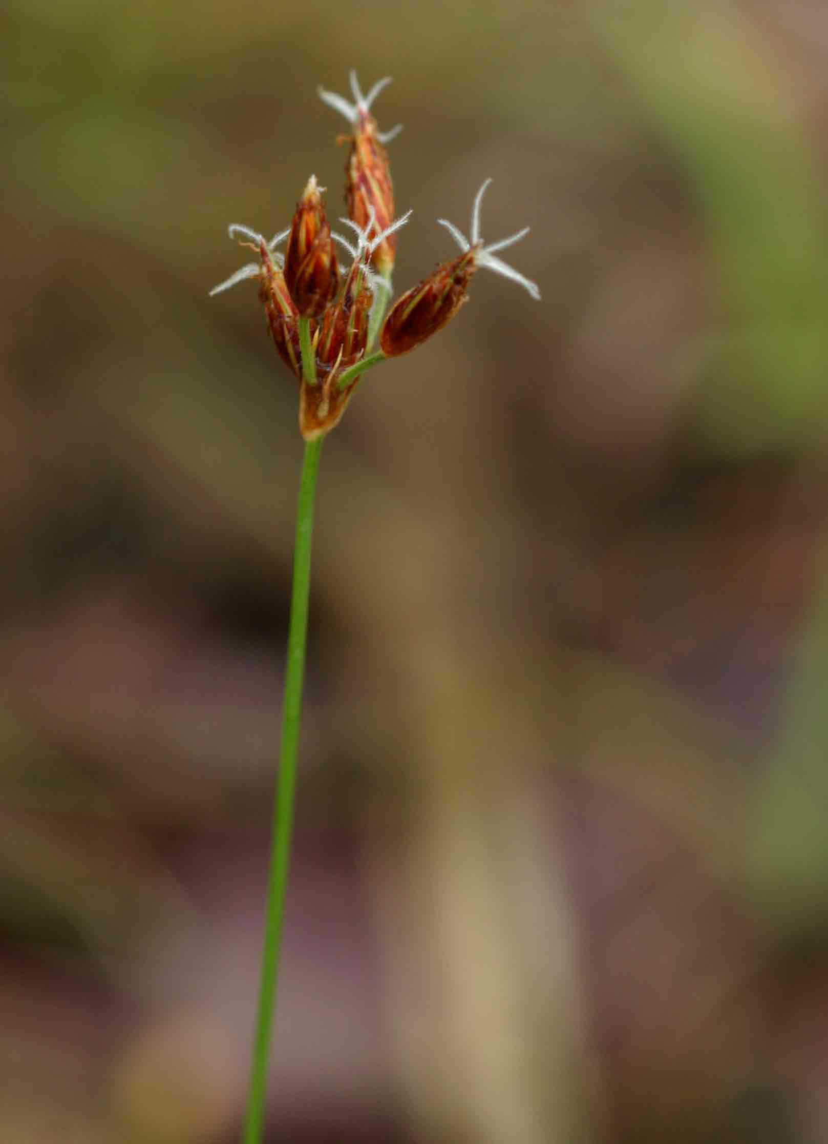 Bulbostylis contexta