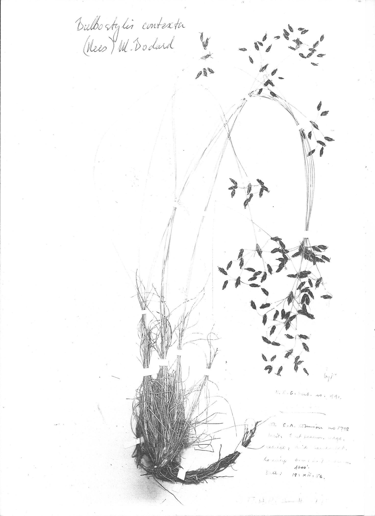 Bulbostylis contexta Bulbostylis contexta