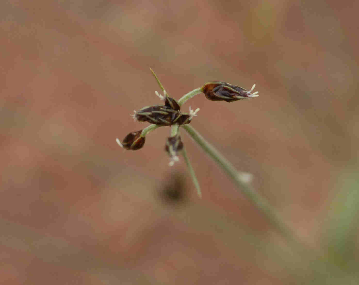 Bulbostylis hispidula