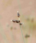 Bulbostylis hispidula