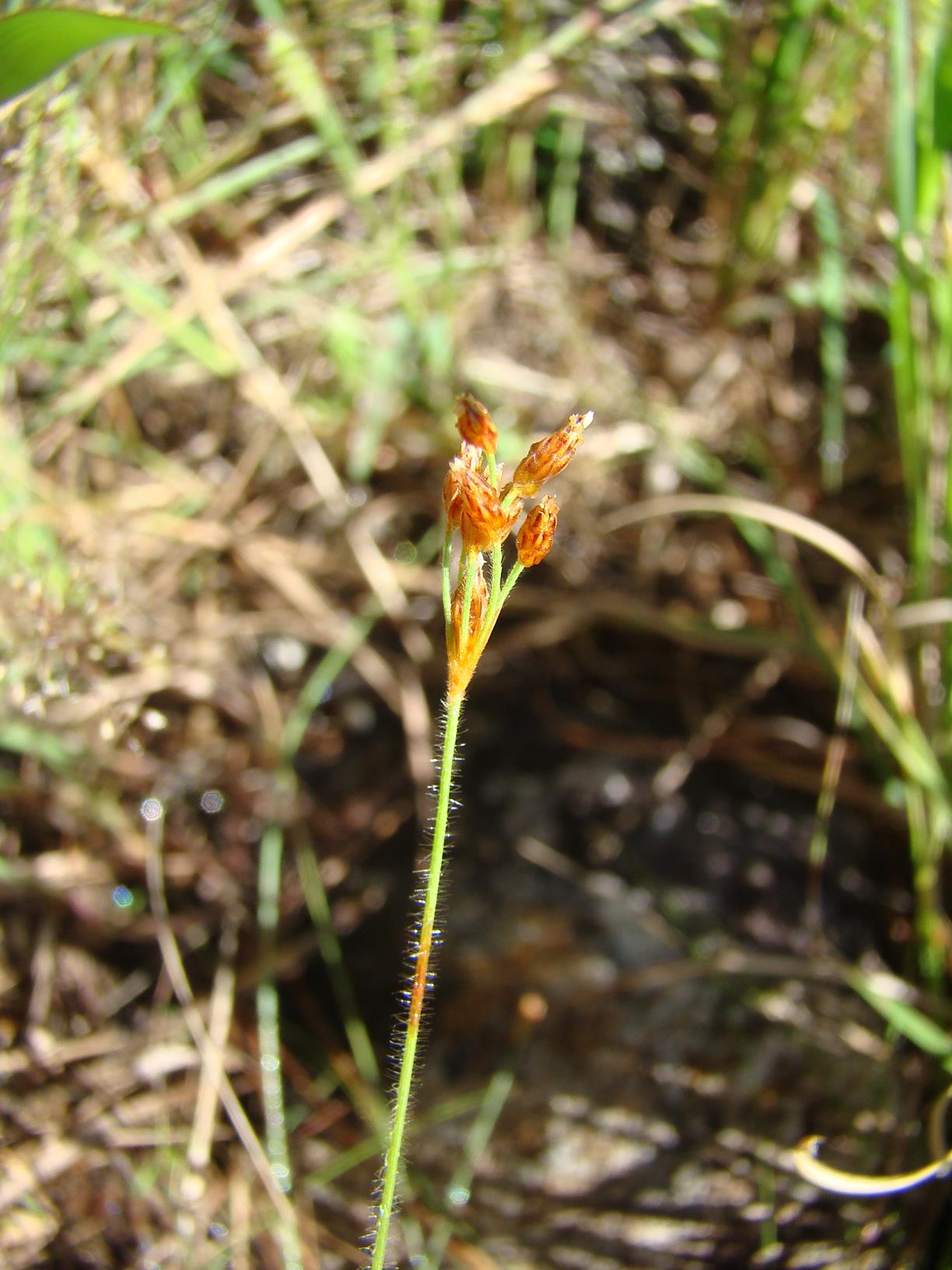 Bulbostylis hispidula Bulbostylis hispidula