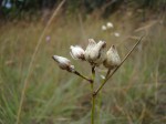 Rhynchospora candida