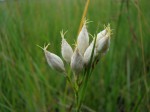 Rhynchospora candida