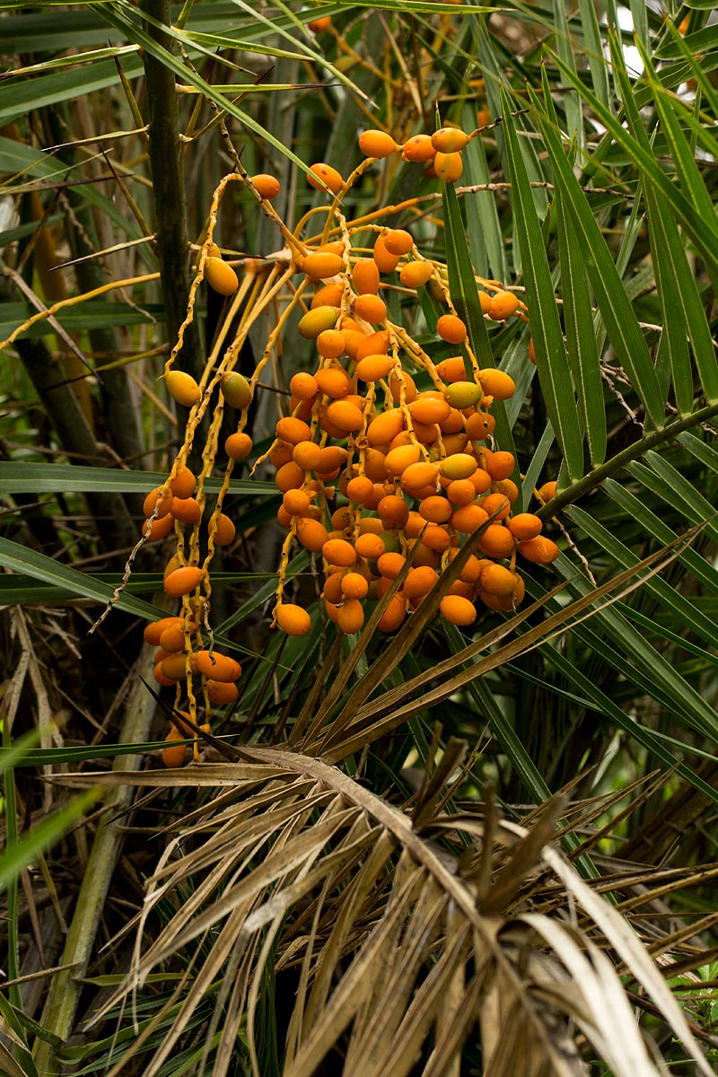 Phoenix reclinata Phoenix reclinata
