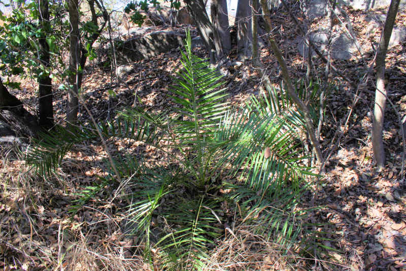 Phoenix reclinata Phoenix reclinata