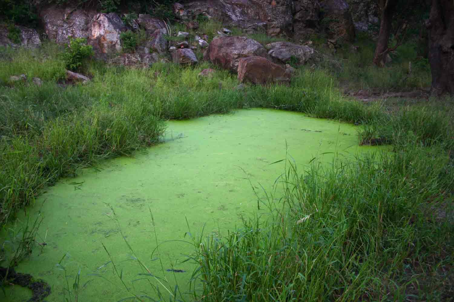 Lemna aequinoctialis Lemna aequinoctialis