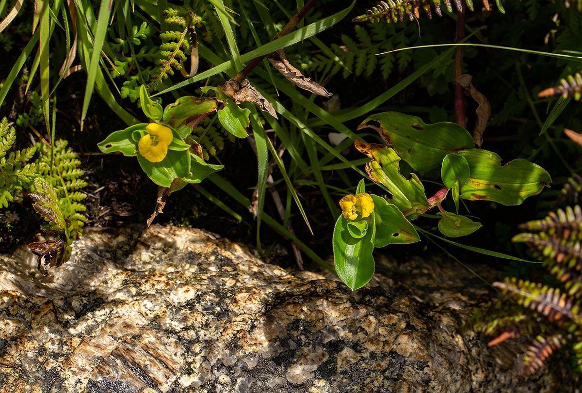 Commelina africana Commelina africana