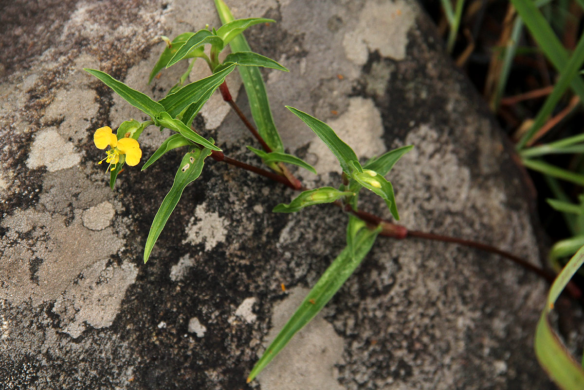 Commelina africana Commelina africana