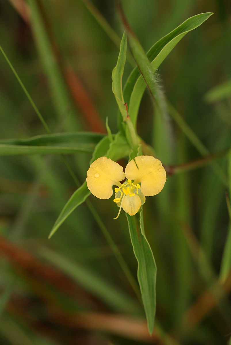 Commelina africana Commelina africana