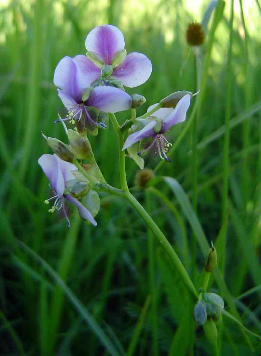 Murdannia simplex