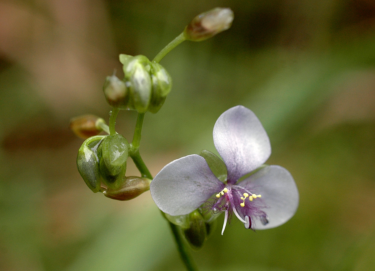 Murdannia simplex