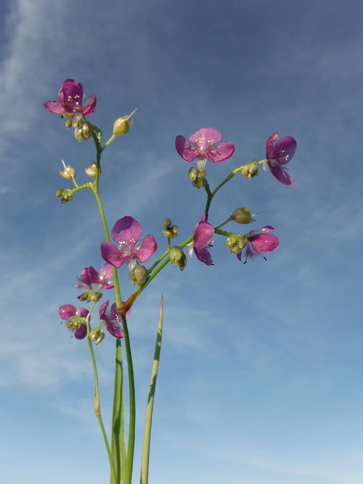 Murdannia simplex