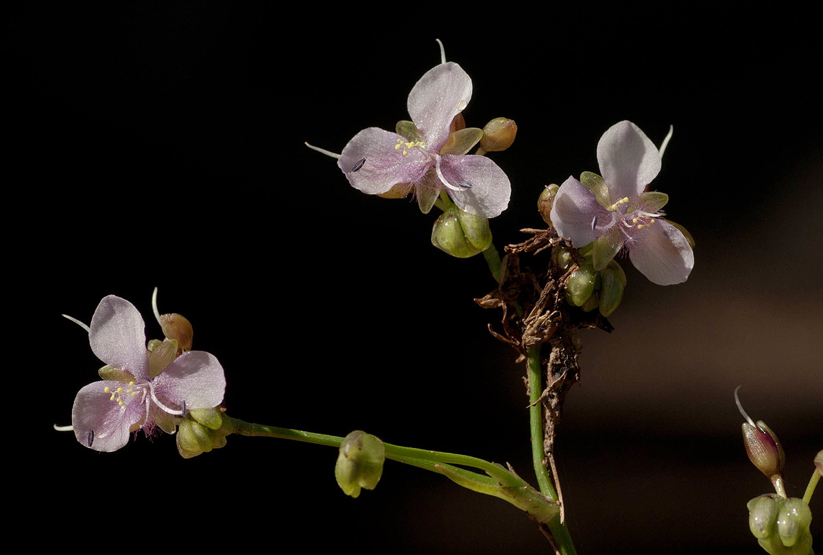 Murdannia simplex