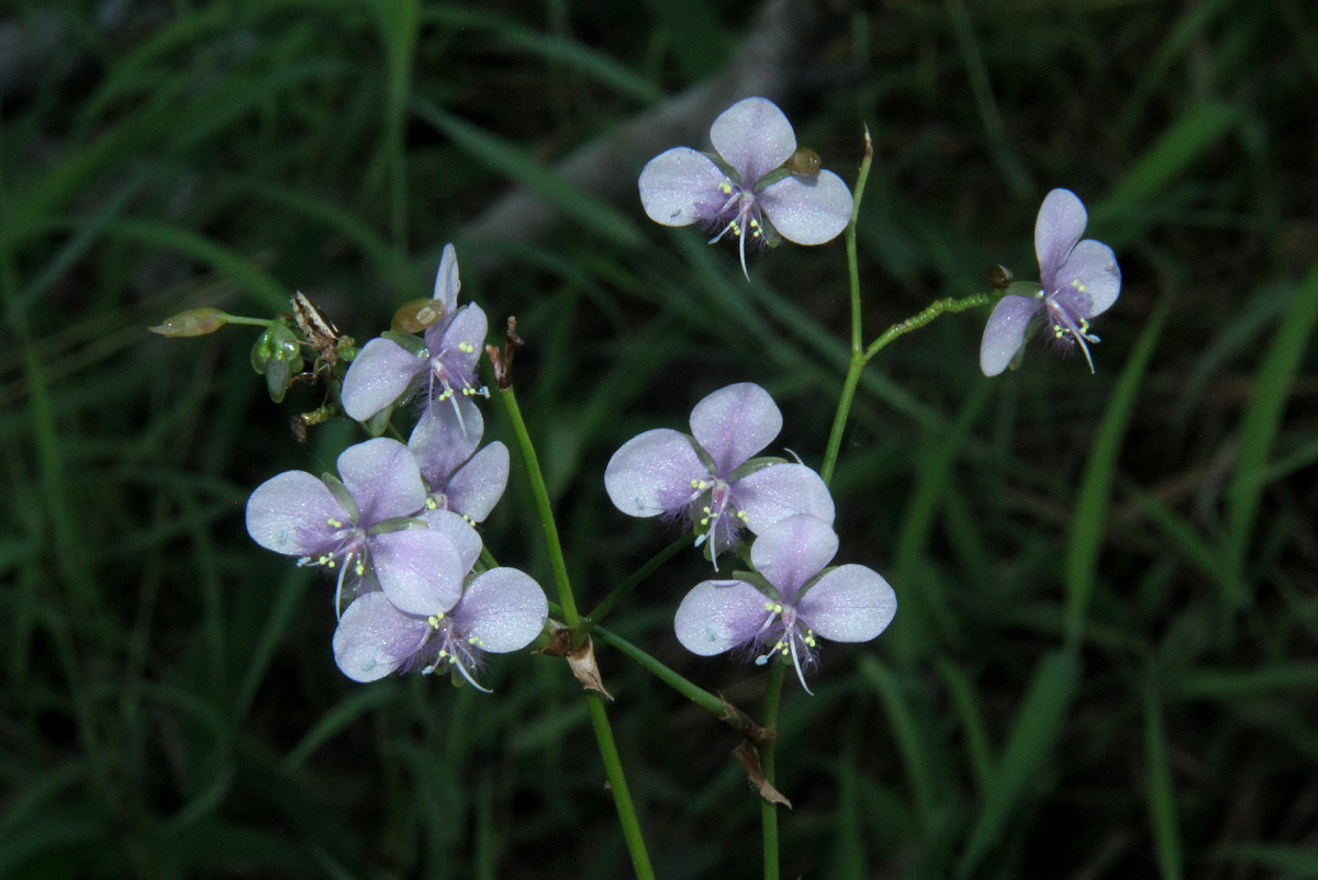 Murdannia simplex