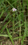 Murdannia simplex