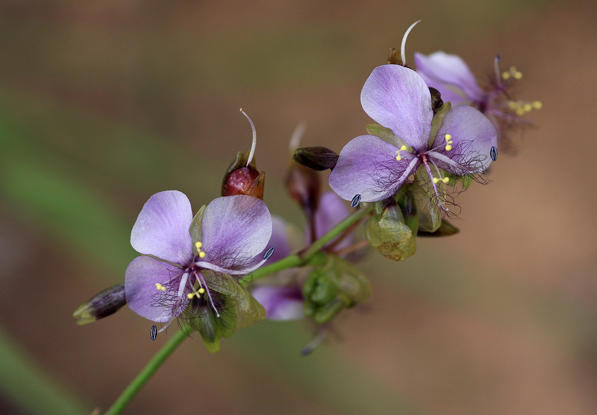 Murdannia simplex