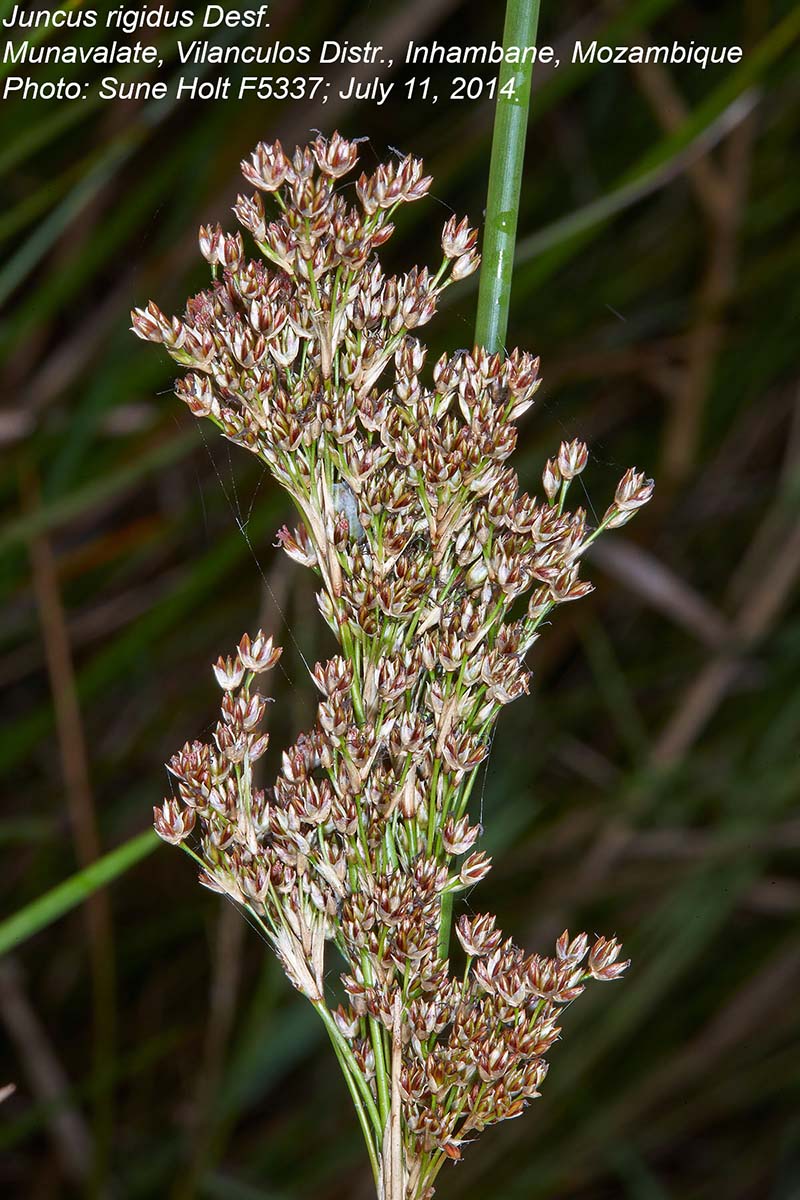 Juncus rigidus Juncus rigidus
