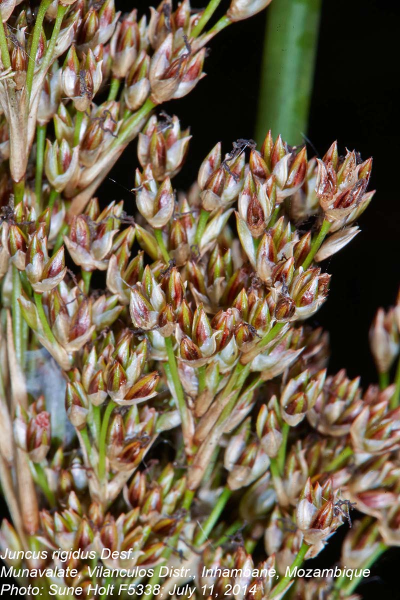 Juncus rigidus Juncus rigidus