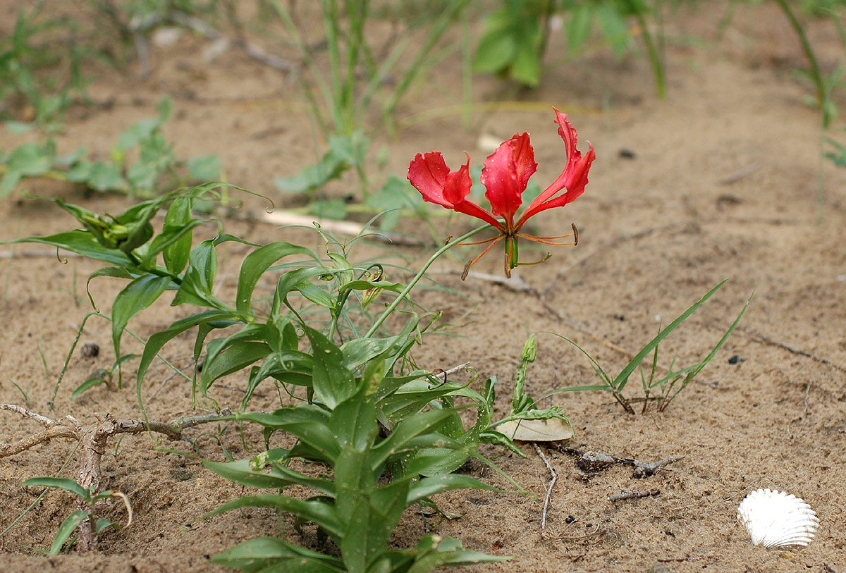 Gloriosa superba