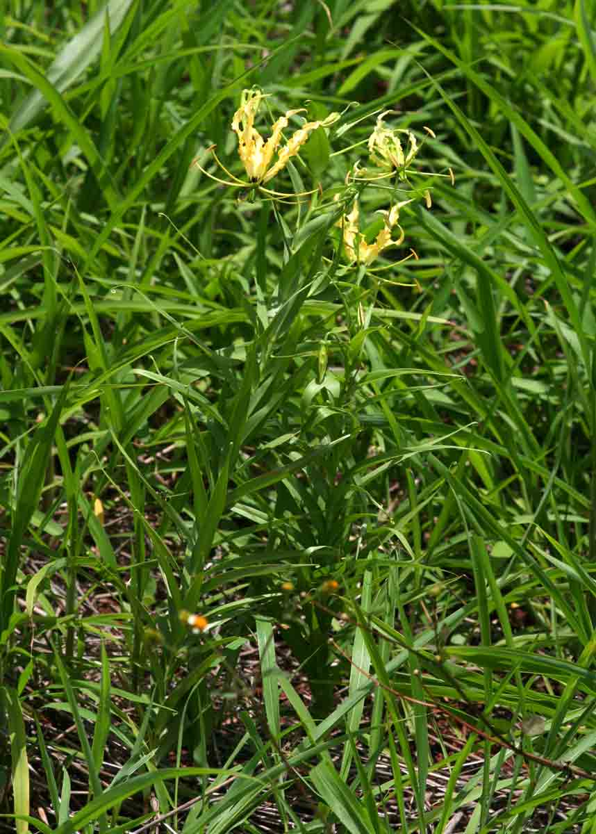 Gloriosa superba