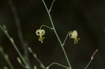 Trachyandra arvensis