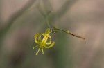 Trachyandra arvensis