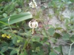 Trachyandra arvensis