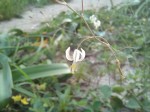 Trachyandra arvensis