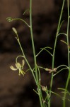 Trachyandra arvensis