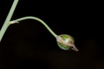 Trachyandra arvensis