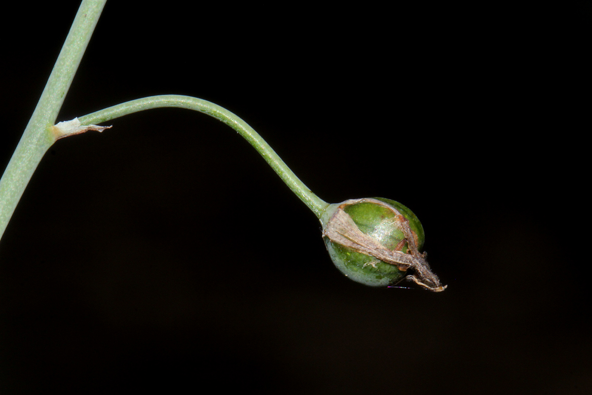 Trachyandra arvensis