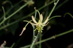 Trachyandra arvensis