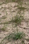Trachyandra arvensis