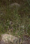 Trachyandra arvensis