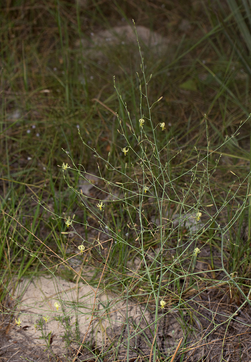 Trachyandra arvensis Trachyandra arvensis