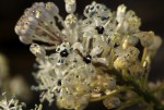 Schizocarphus nervosus