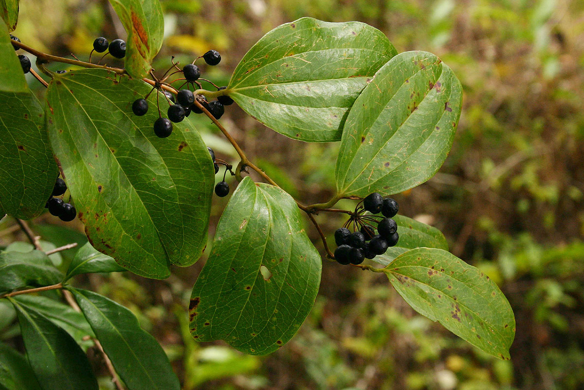 Smilax anceps Smilax anceps