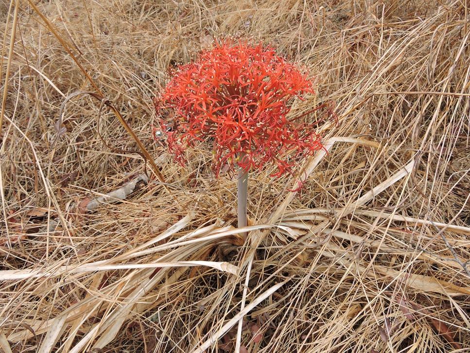 Boophone disticha