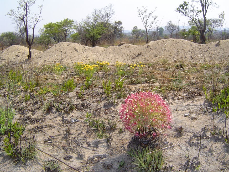 Boophone disticha