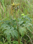 Tacca leontopetaloides