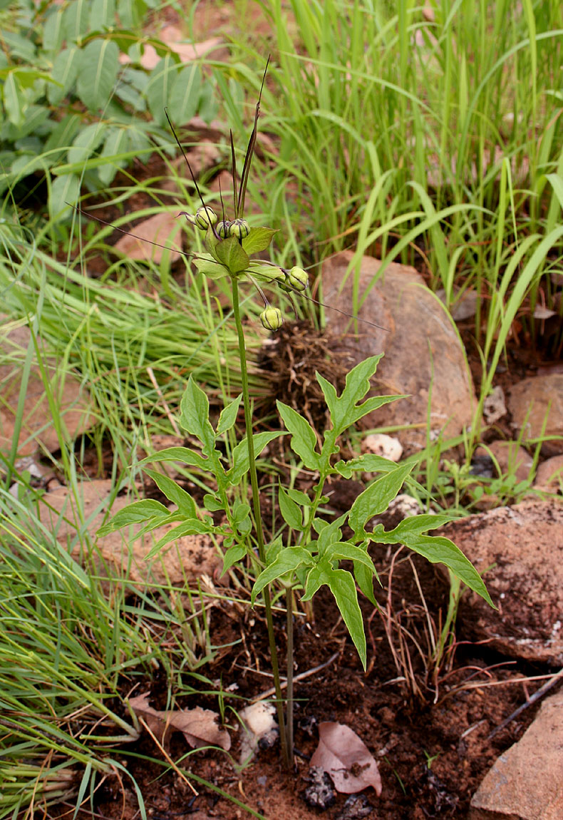 Tacca leontopetaloides Tacca leontopetaloides