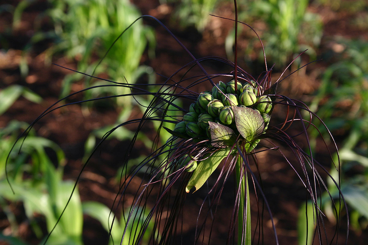 Tacca leontopetaloides Tacca leontopetaloides