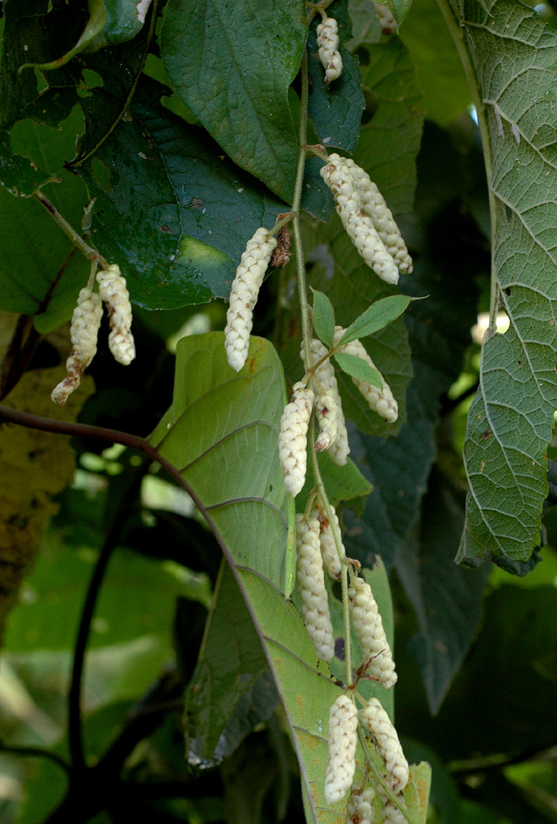 Dioscorea quartiniana Dioscorea quartiniana