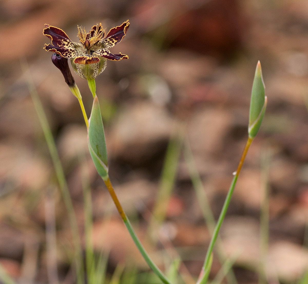 Ferraria glutinosa Ferraria glutinosa