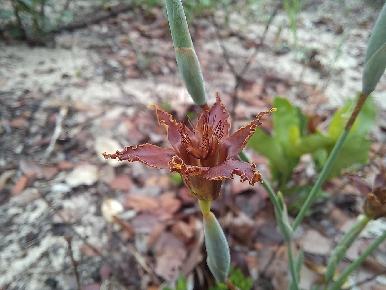 Ferraria glutinosa Ferraria glutinosa