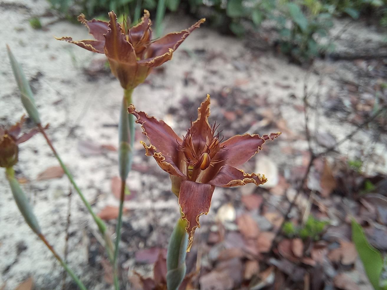 Ferraria glutinosa Ferraria glutinosa